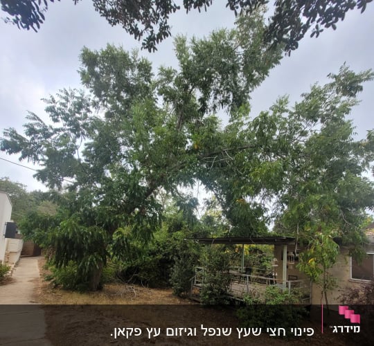 עץ גדול עם ענפים עבים לפני גיזום